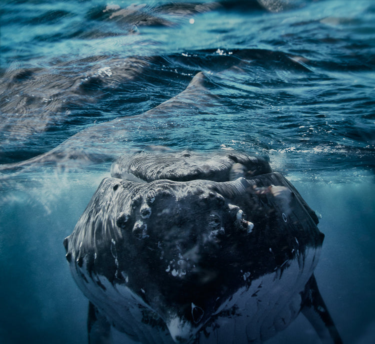 Whales