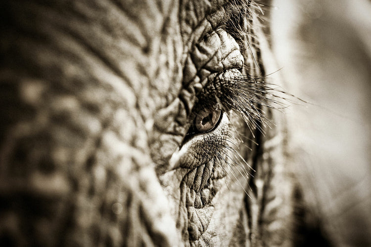 Elephants