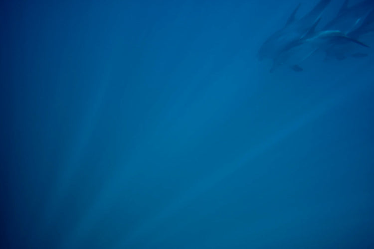 Dolphins