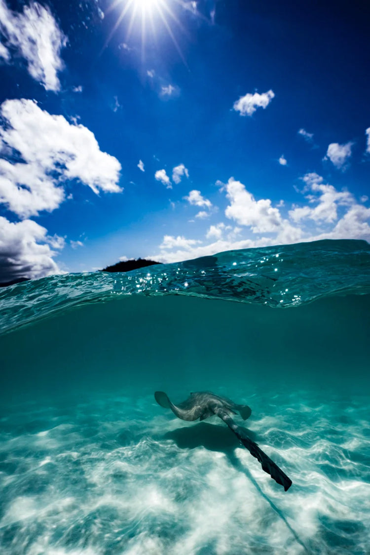 Rays