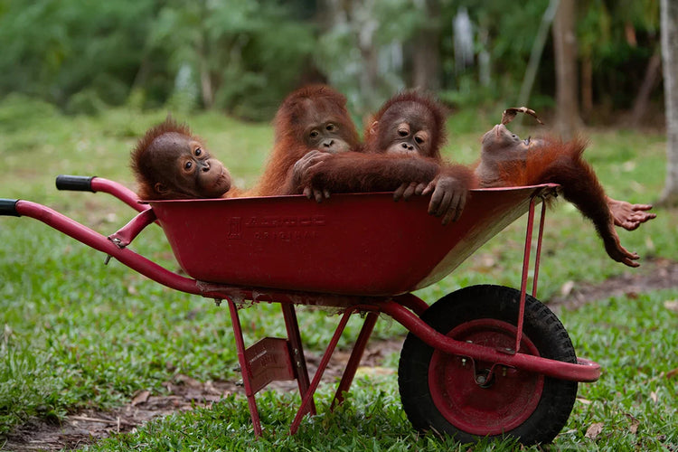 Orangutans
