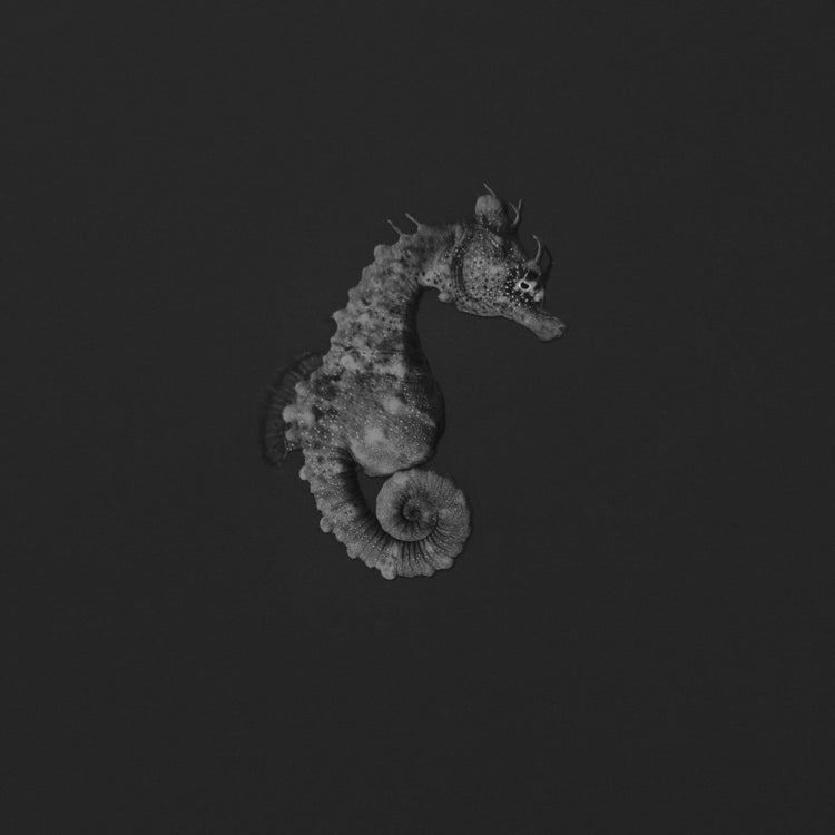 Dracones et Equorum