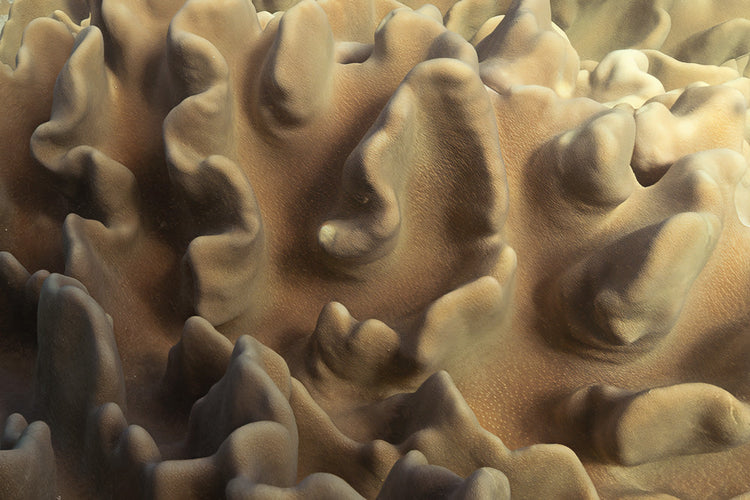 Morphology ~ Geometry of the Reef