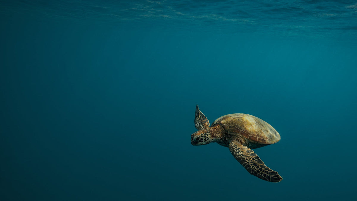 Ocean Below ~ Art Above