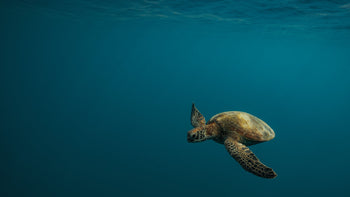 View Ocean Prints image
