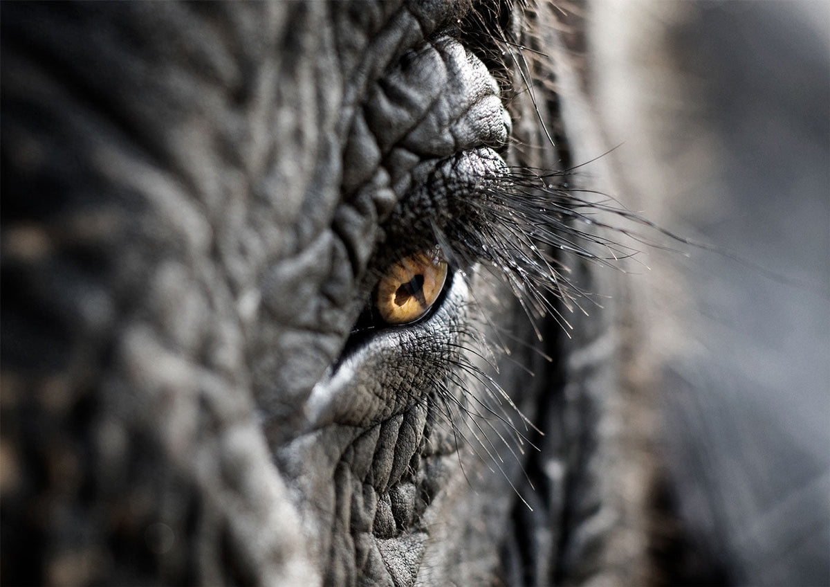 Animal Fine Art Prints