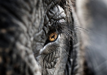 View Animal Prints image