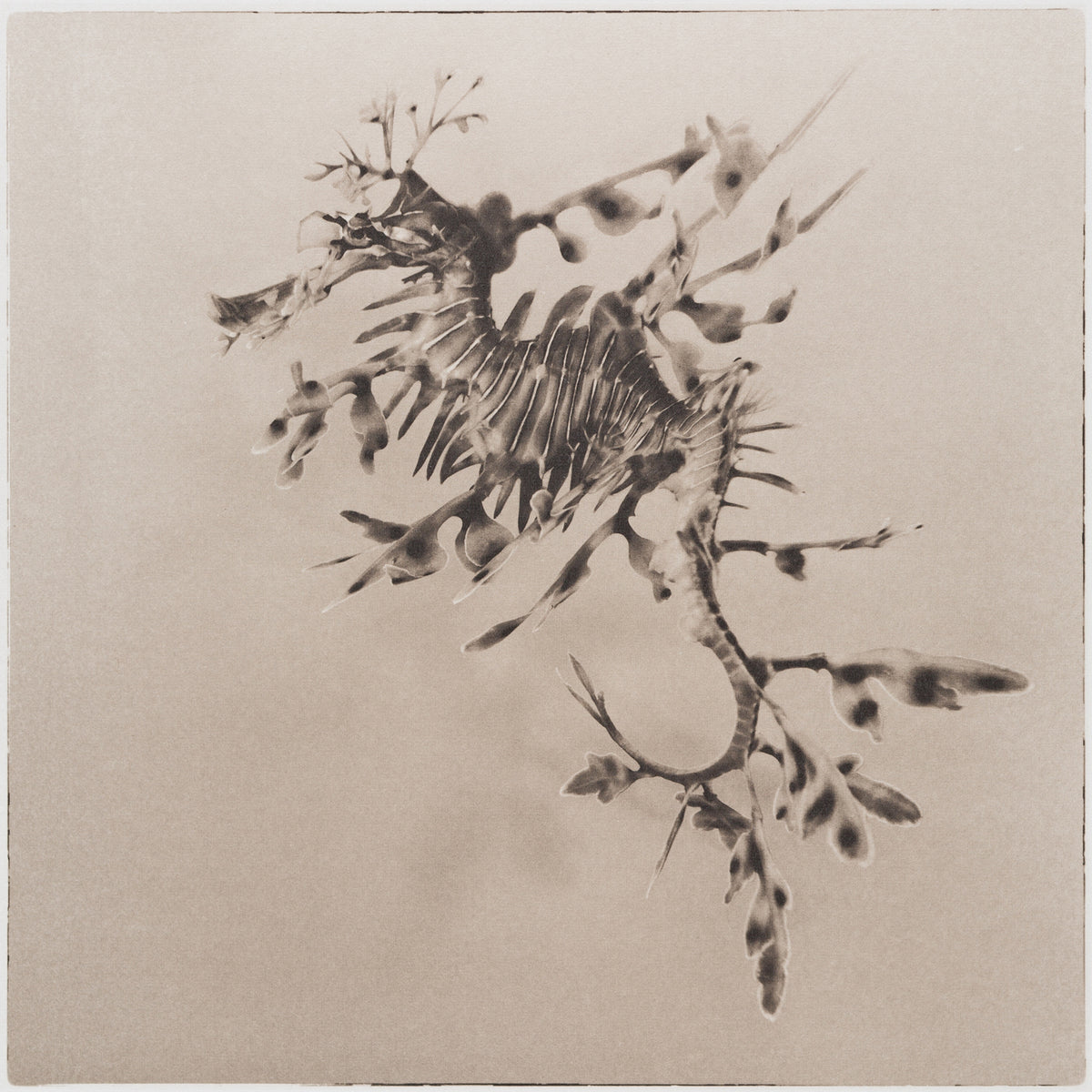 Leafy Sea Dragon ~ Phycodurus Eques ~ Figure 4