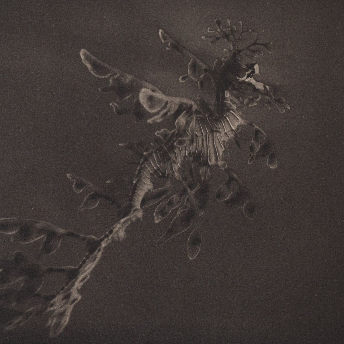 Leafy Sea Dragon ~ Phycodurus Eques ~ Figure 3