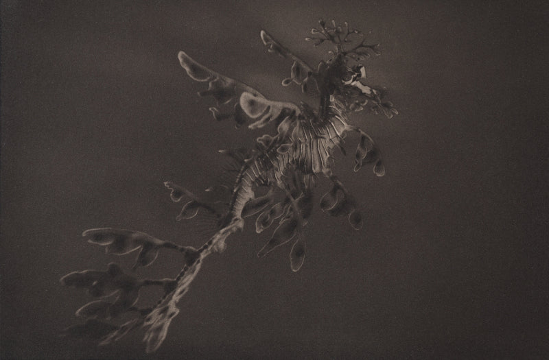 Leafy Sea Dragon ~ Phycodurus Eques ~ Figure 3