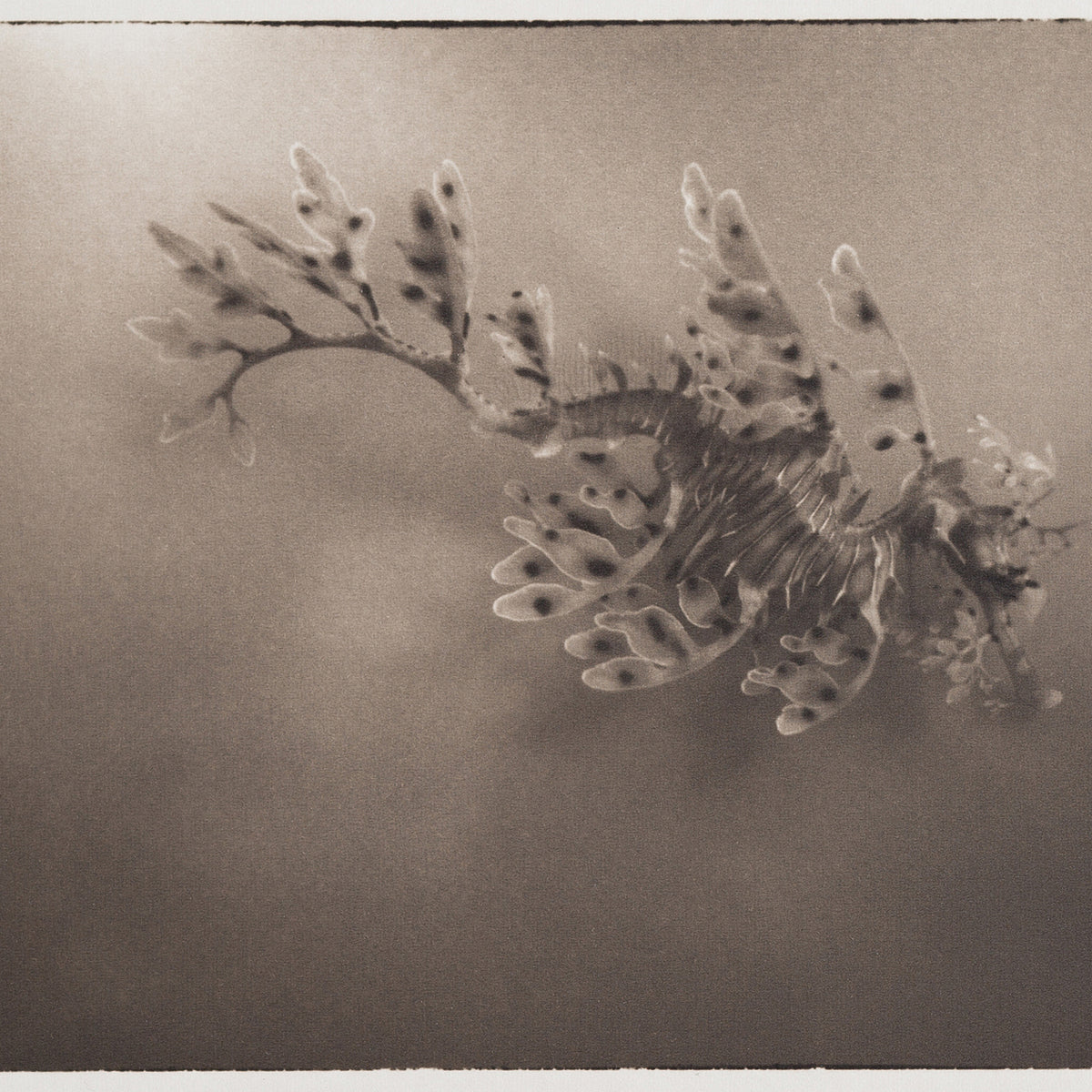 Leafy Sea Dragon ~ Phycodurus Eques ~ Figure 2