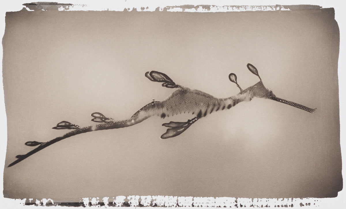 Weedy Sea Dragon ~ Phyllopteryx Taeniolatus ~ Figure 2