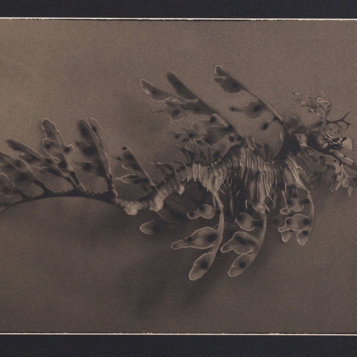 Leafy Sea Dragon ~ Phycodurus Eques ~ Figure 1