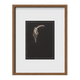 Bigbelly Seahorse ~ Hippocampus Abdominalis ~ Figure 1