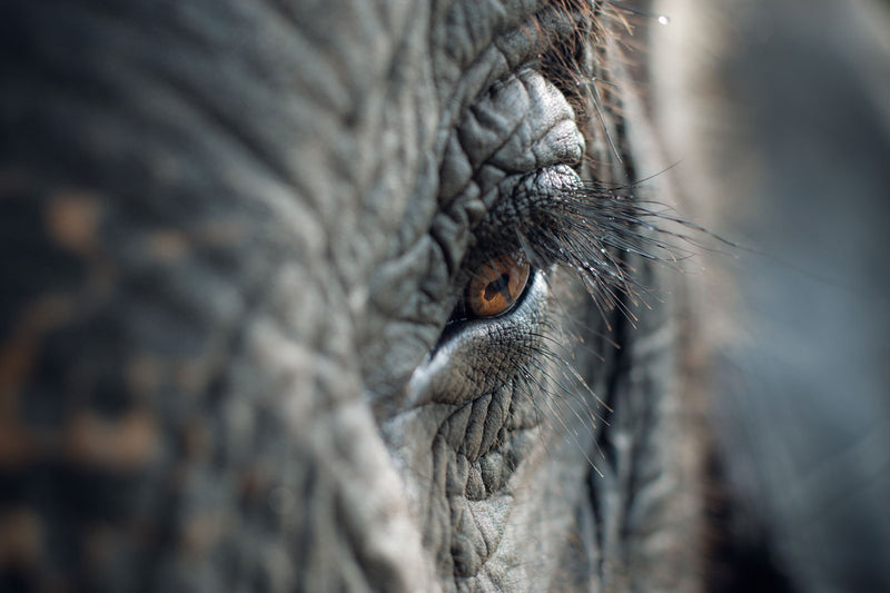 Elephant Oculus