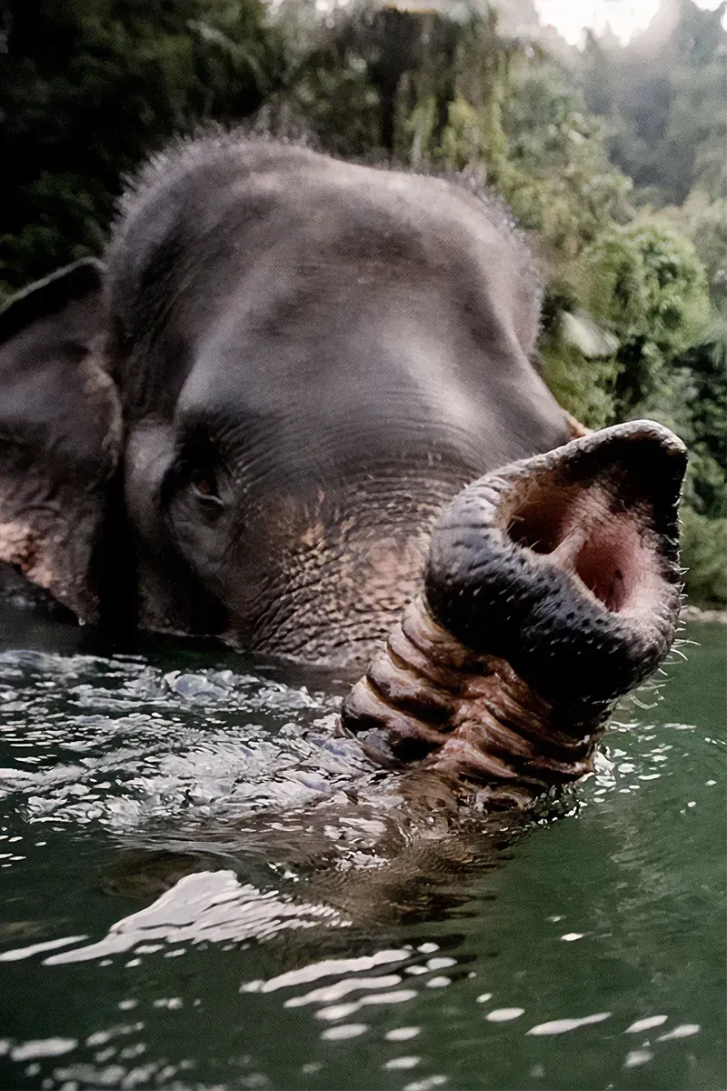 Snorkelling
