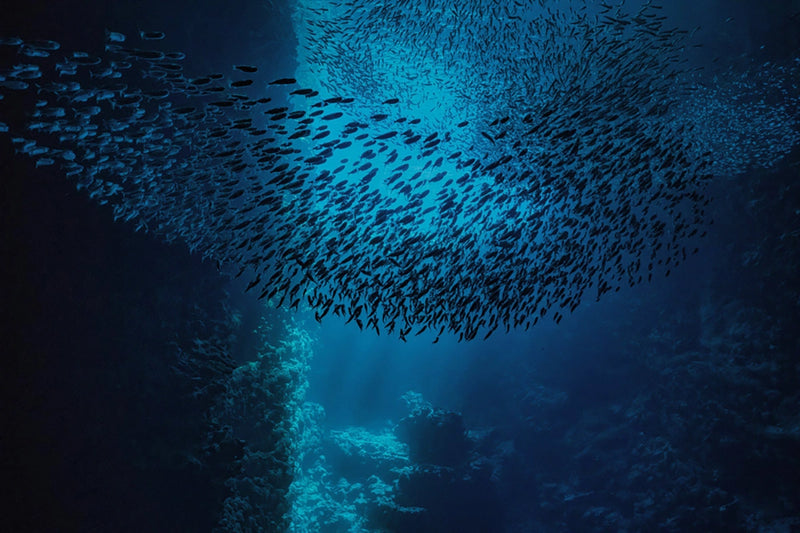 Swallow's Swarm