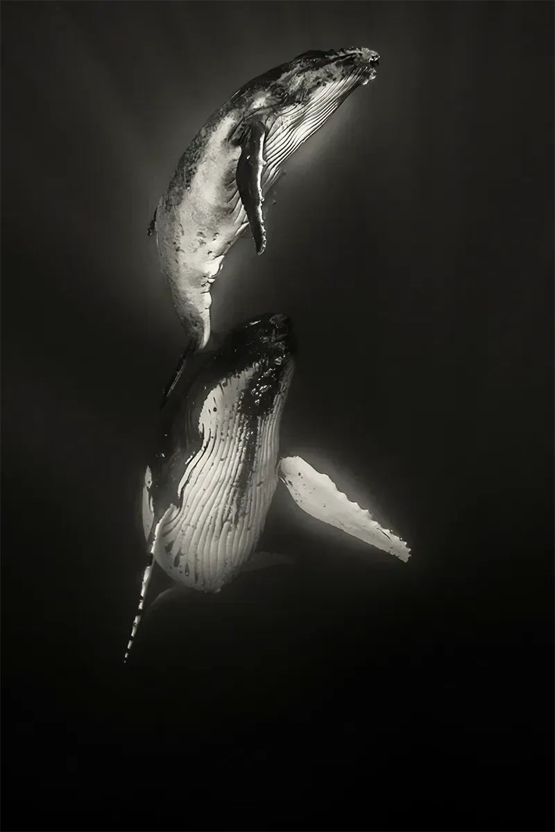 Synchronicity