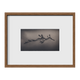 Weedy Sea Dragon ~ Phyllopteryx Taeniolatus ~ Figure 1
