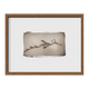 Weedy Sea Dragon ~ Phyllopteryx Taeniolatus ~ Figure 2