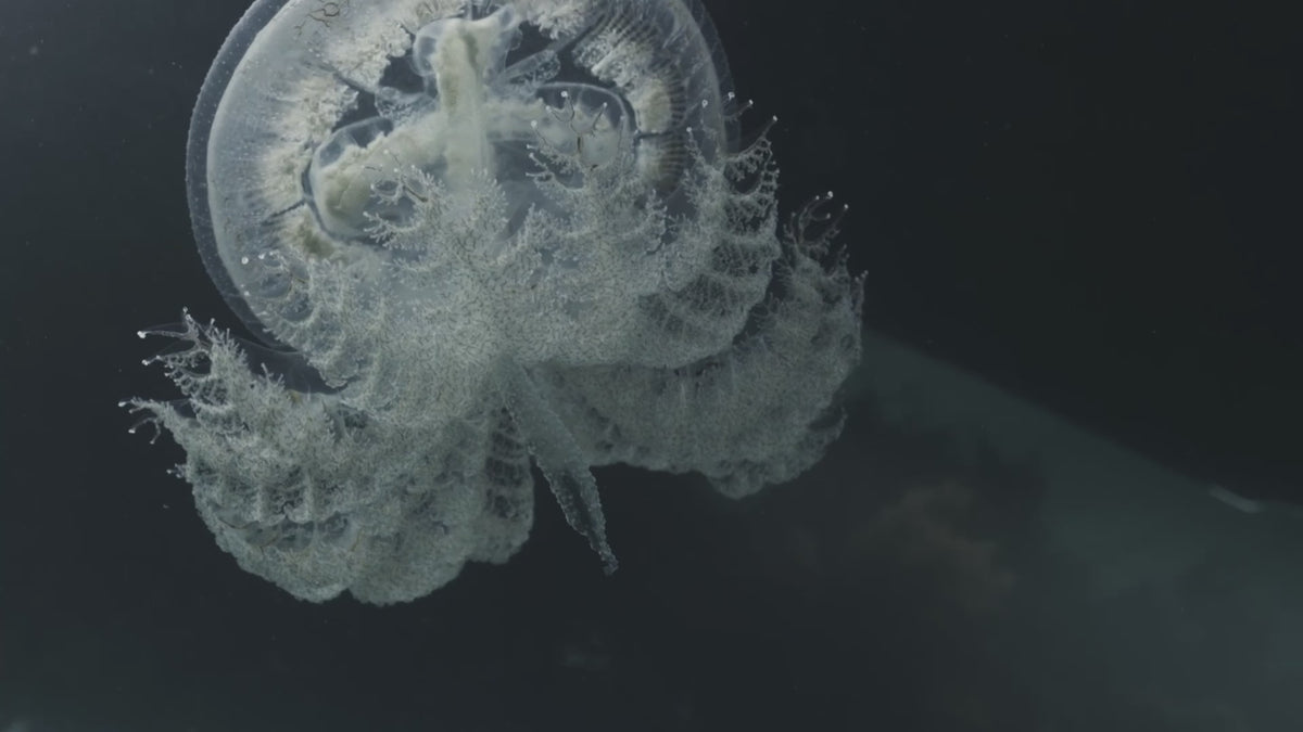 Ghost In The Current
