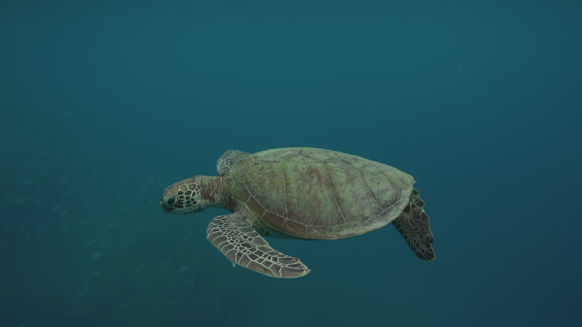 Gliding Turtle